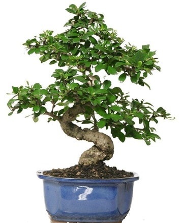 21 ile 25 cm aras zel S bonsai japon aac  Gaziantep 14 ubat sevgililer gn iek 