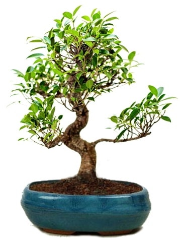 25 cm ile 30 cm aralnda Ficus S bonsai  Gaziantep cicek , cicekci 