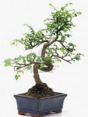 S gvde bonsai minyatr aa japon aac  Gaziantep anneler gn iek yolla 