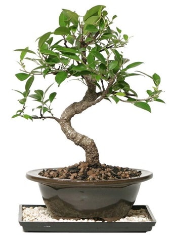 Altn kalite Ficus S bonsai  Gaziantep 14 ubat sevgililer gn iek  Sper Kalite
