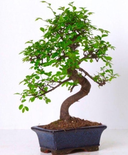 S gvdeli bonsai minyatr aa japon aac  Gaziantep cicek , cicekci 