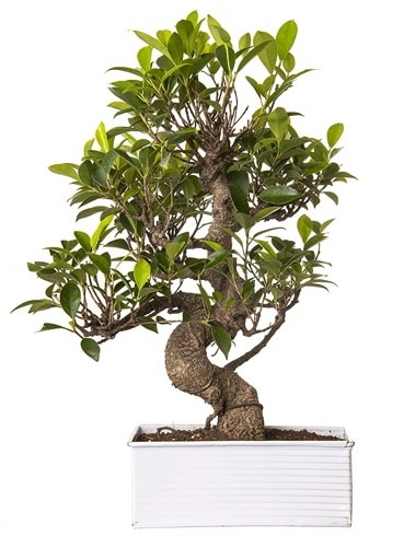 Exotic Green S Gvde 6 Year Ficus Bonsai  Gaziantep cicek , cicekci 