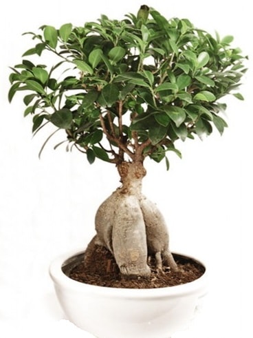 Ginseng bonsai japon aac ficus ginseng  Gaziantep online iek gnderme sipari 